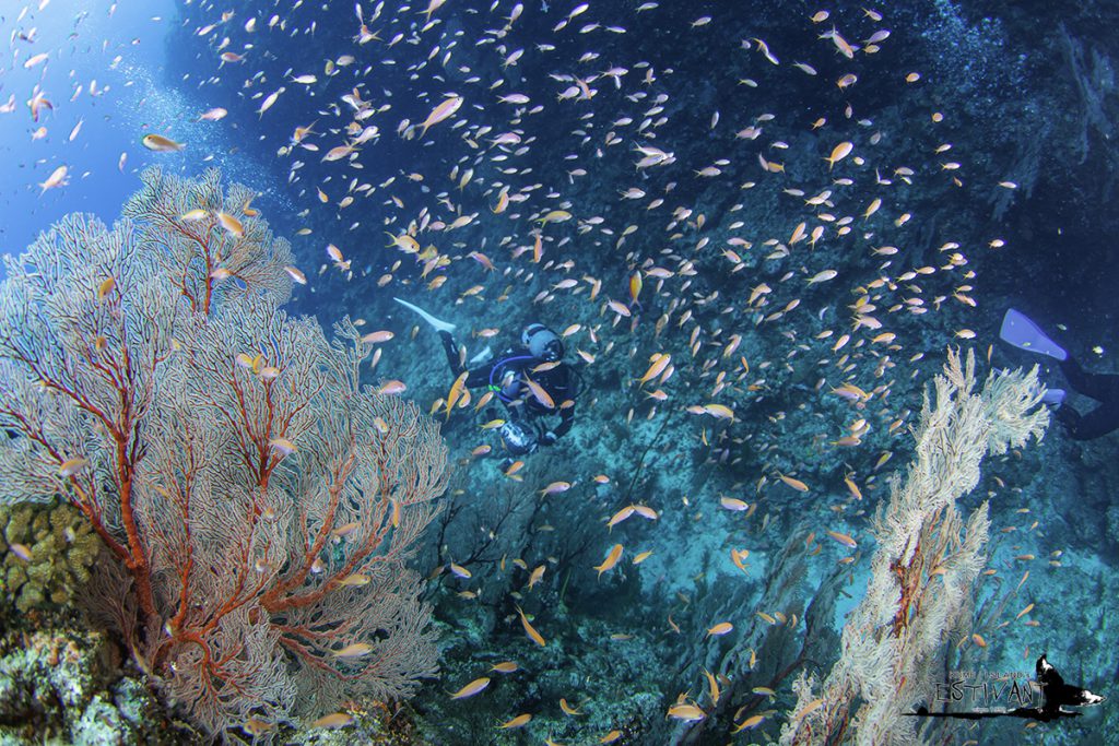 トックリバチとトックリキワタ ダイビングは沖縄 久米島のダイビングショップ Dive Estivant ダイブ エスティバン へ